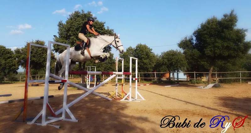 Caballo de Deporte Español (CDE)