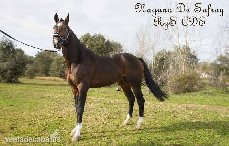 Caballo de Deporte Español (CDE) {TYPE}