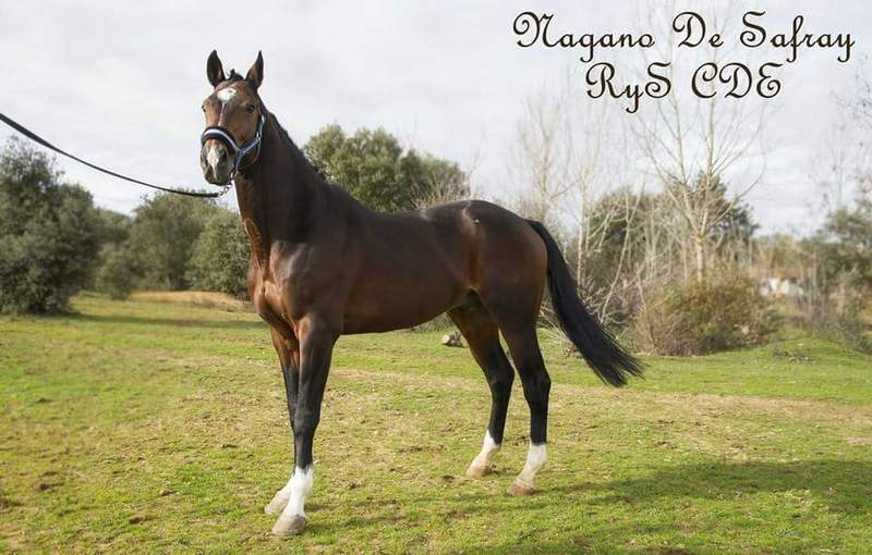 Caballo de Deporte Español (CDE) {TYPE}