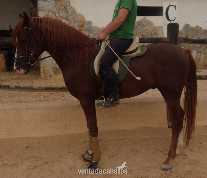 Vendo caballo anglo-arabe de 11años in 