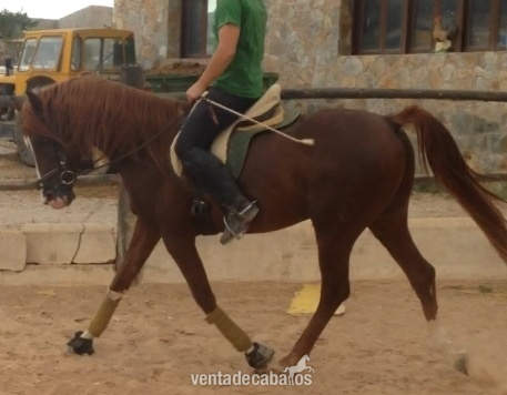 Vendo caballo anglo-arabe de 11años - Caballos Enteros Anglo-árabe