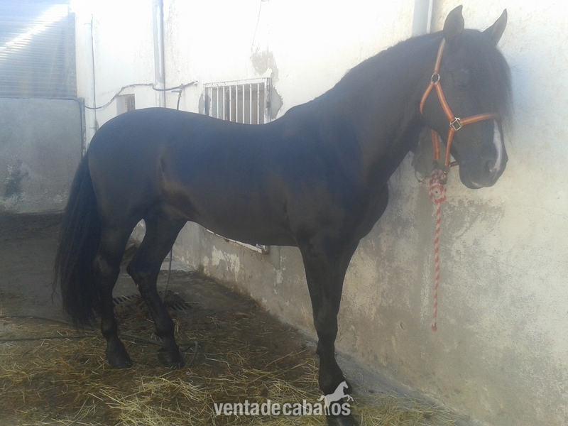 Semental Granda y Martinez Boloix in 