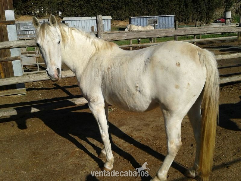 Caballos Árabes Arabe - VENDO YEGUA de PURA RAZA ÀRABE