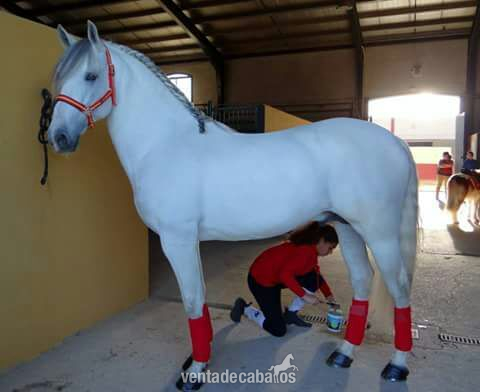 Caballo PRE entero noble con muy buena doma in 