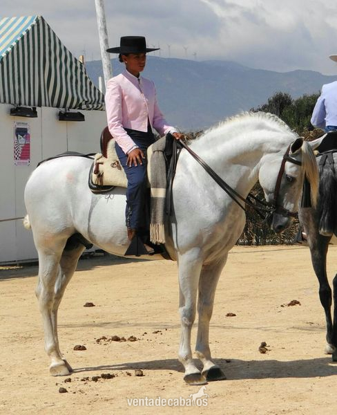 Caballos Pura Raza Española (P.R.E.) Pura Raza Española - Caballo PRE entero noble con muy buena doma