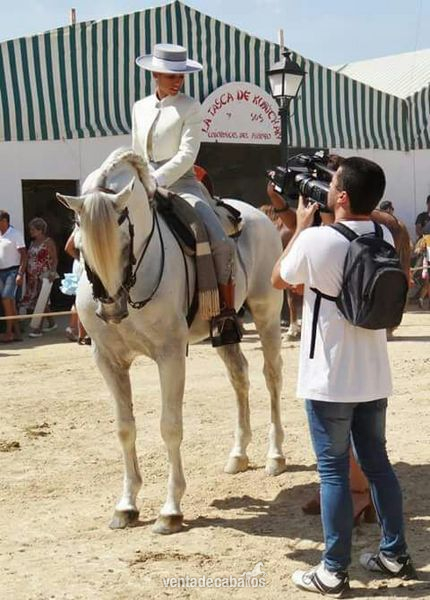Caballo PRE entero noble con muy buena doma - Caballos Pura Raza Española (P.R.E.) Pura Raza Española