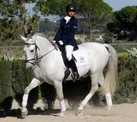 Caballo PRE entero noble con muy buena doma - Pura Raza Española