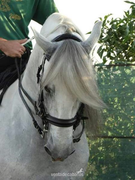 Caballo PRE entero noble con muy buena doma - Caballos Pura Raza Española (P.R.E.)