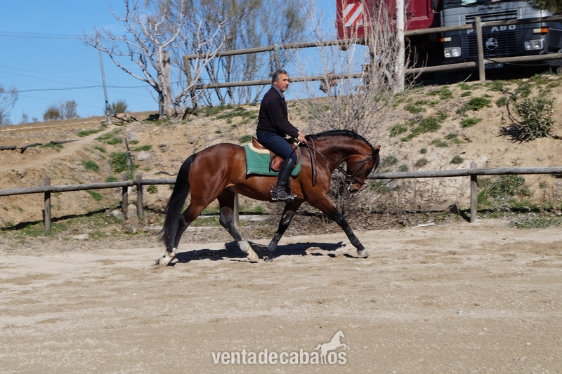 CABALLO ENTERO DOMA 6 AÑOS in 