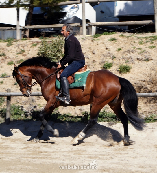Caballos Enteros Silla francés - CABALLO ENTERO DOMA 6 AÑOS