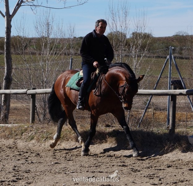 CABALLO ENTERO DOMA 6 AÑOS - Caballos Enteros Silla francés