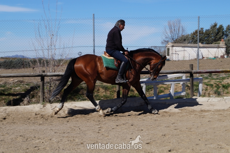 CABALLO ENTERO DOMA 6 AÑOS - Silla francés