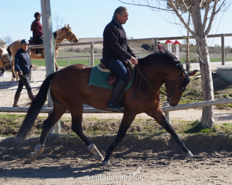CABALLO ENTERO DOMA 6 AÑOS - Caballos Enteros