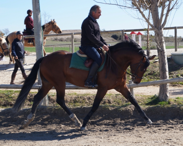 CABALLO ENTERO DOMA 6 AÑOS - Caballos Enteros
