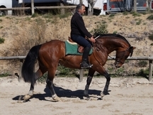 CABALLO ENTERO DOMA 6 AÑOS