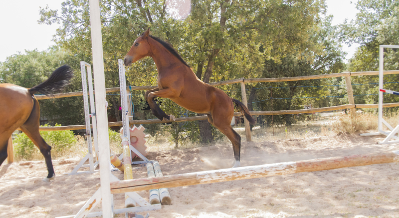 Caballo de Deporte Español (CDE)