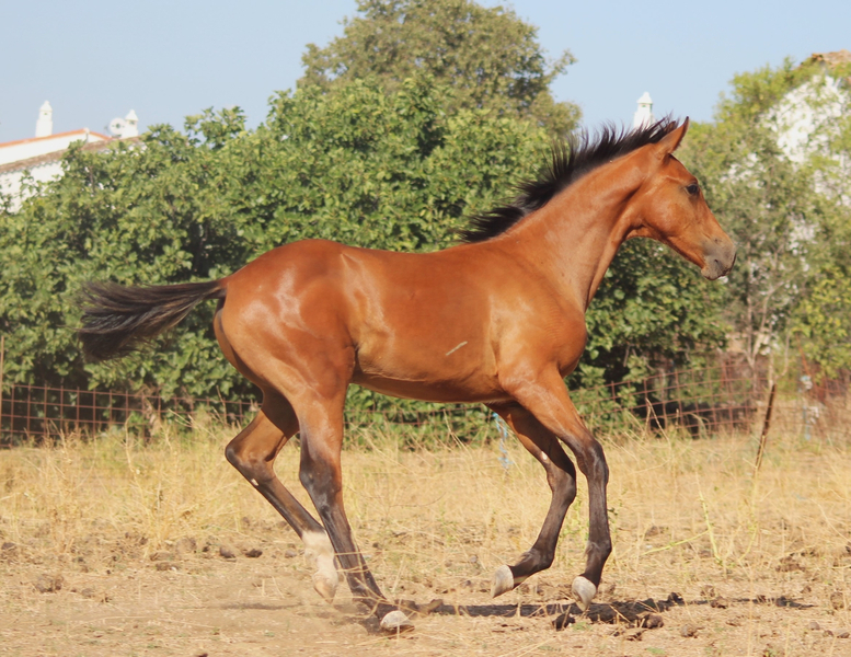 Potros EMPTY - POTRO CDE 5 meses