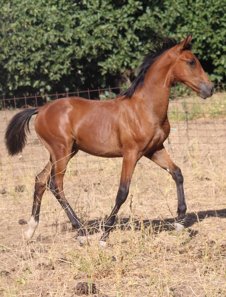 POTRO CDE 5 meses - Potros EMPTY