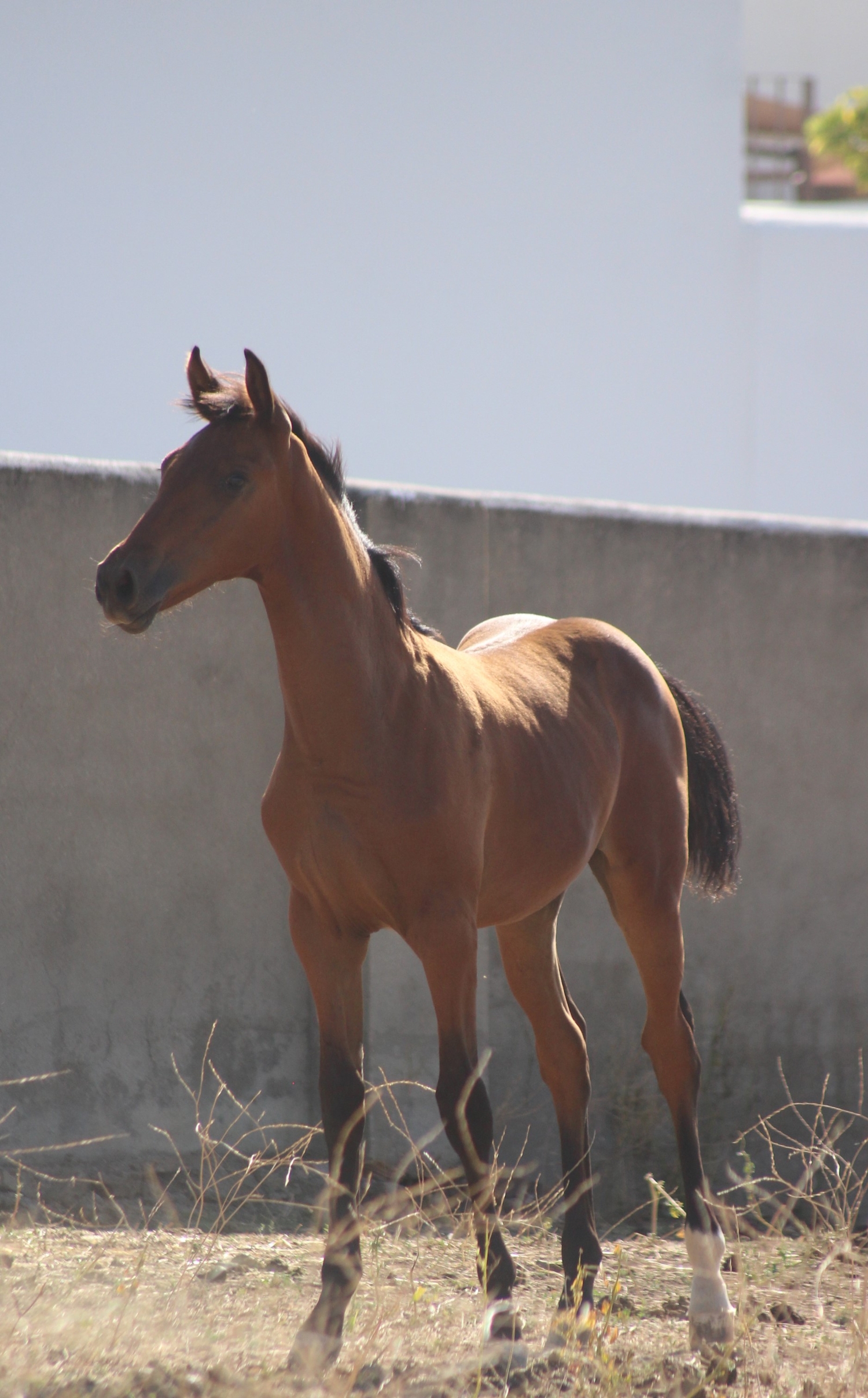 POTRO CDE 5 meses - EMPTY