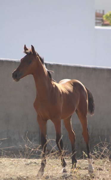 POTRO CDE 5 meses - EMPTY