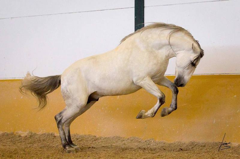 Caballos Pura Raza Española (P.R.E.) Pura Raza Española - Semental 4 años 1.70m