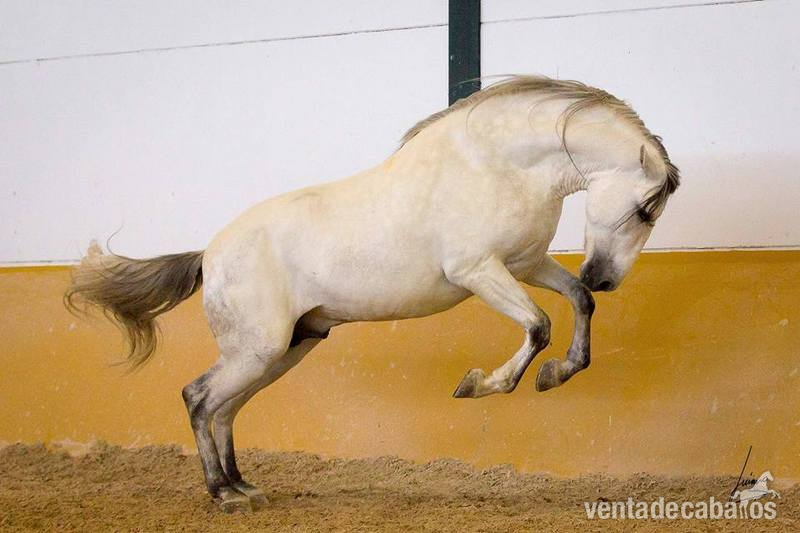 Caballos Pura Raza Española (P.R.E.) Pura Raza Española - Semental 4 años 1.70m