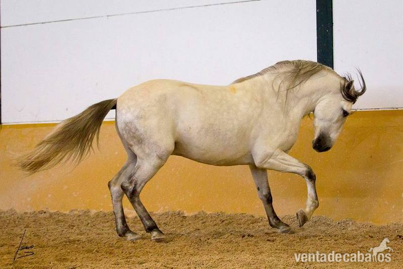 Semental 4 años 1.70m - Caballos Pura Raza Española (P.R.E.) Pura Raza Española