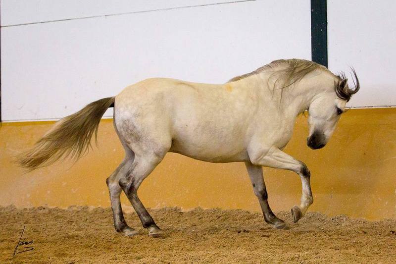 Semental 4 años 1.70m - Caballos Pura Raza Española (P.R.E.) Pura Raza Española