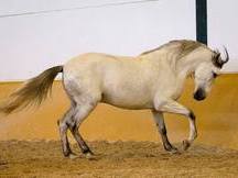 Semental 4 años 1.70m