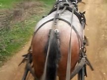 Potro de 2014 ENGANCHADO