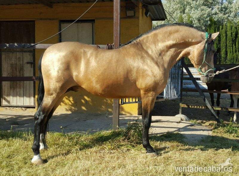 CABALLO PRE BAYO SEMENTAL  in 