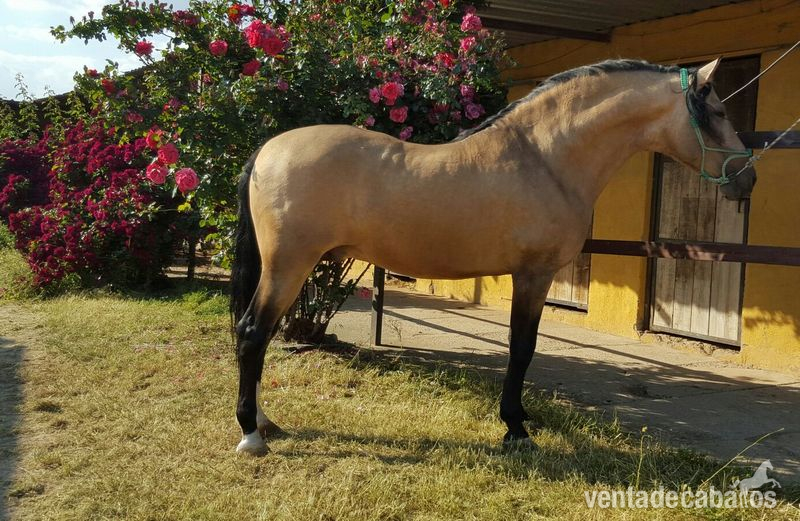 Caballos Pura Raza Española (P.R.E.) Pura Raza Española - CABALLO PRE BAYO SEMENTAL 