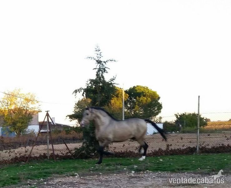 CABALLO PRE BAYO SEMENTAL  - Caballos Pura Raza Española (P.R.E.) Pura Raza Española