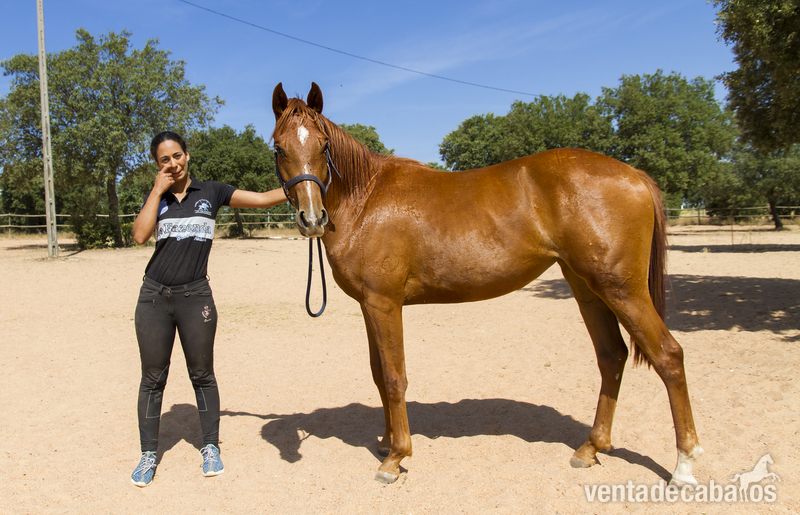 Caballo de Deporte Español (CDE)
