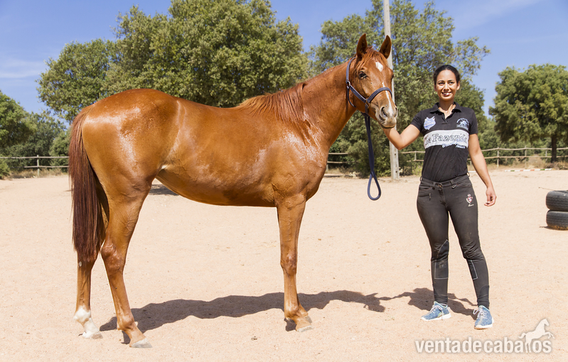 Potras Caballo de Deporte Español (CDE) - Magnífica Potra CDE 2 años y medio 