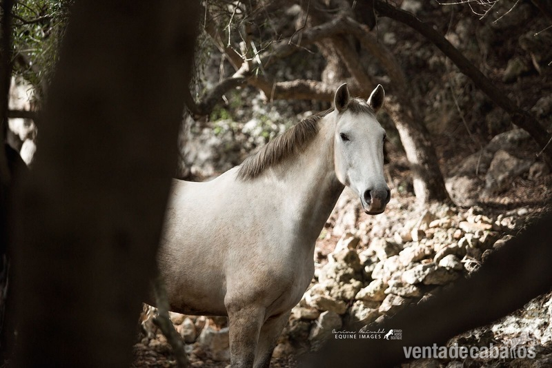 Preciosa Yegua Lusitana en venta in 
