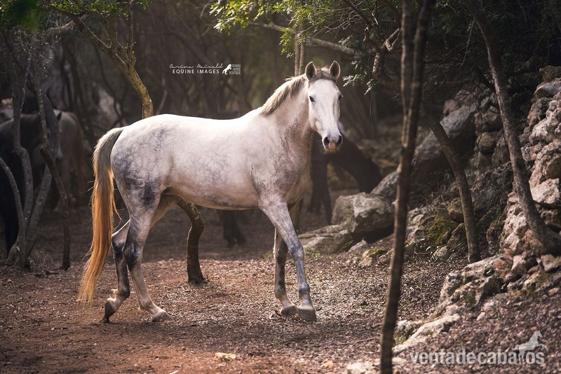 Lusitano