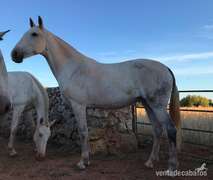 Lusitano {TYPE}