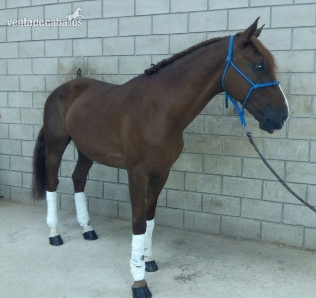 Lusitano
