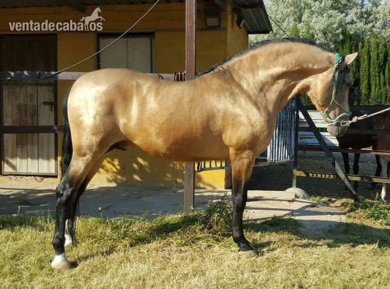 CABALLO PRE BAYO SEMENTAL  in 