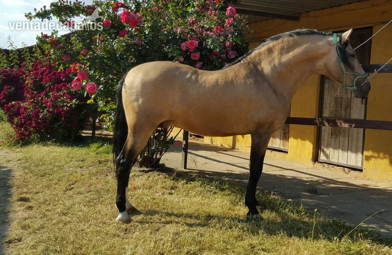 Caballos Pura Raza Española (P.R.E.) Pura Raza Española - CABALLO PRE BAYO SEMENTAL 