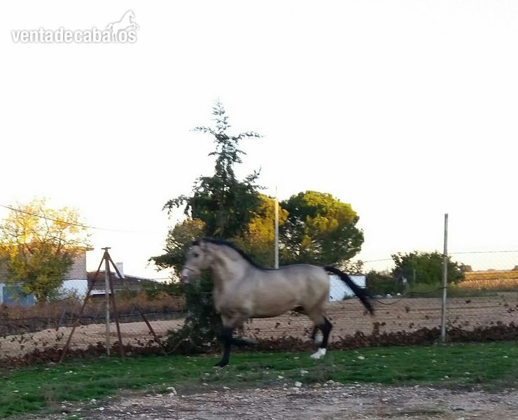 CABALLO PRE BAYO SEMENTAL  - Caballos Pura Raza Española (P.R.E.) Pura Raza Española