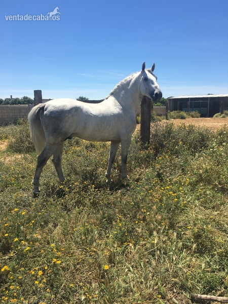 Caballo pura raza española  in 