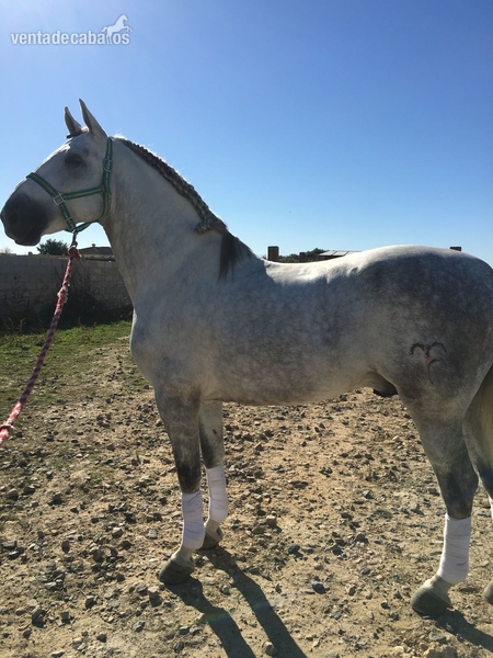 Caballos Pura Raza Española (P.R.E.) Pura Raza Española - Caballo pura raza española 