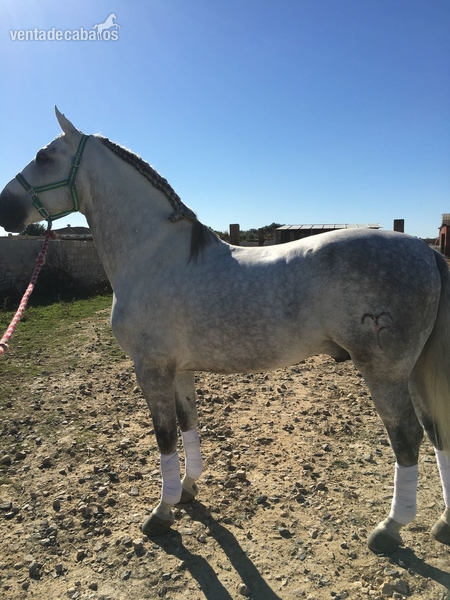 Caballo pura raza española  - Caballos Pura Raza Española (P.R.E.) Pura Raza Española