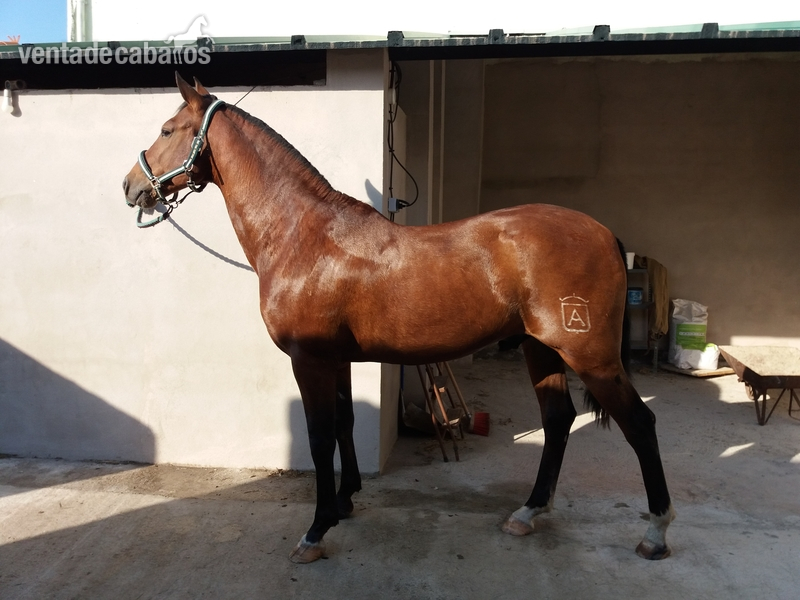 Vendo o cambio caballo por burr@ in 