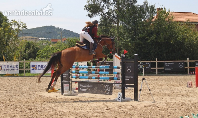 Yegua KWPN de salto in 