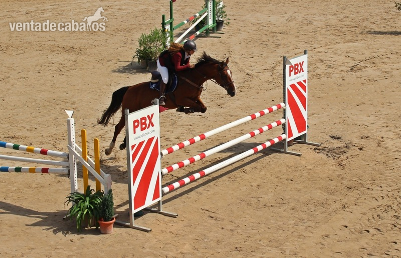 Yegua KWPN de salto - Yeguas KWPN