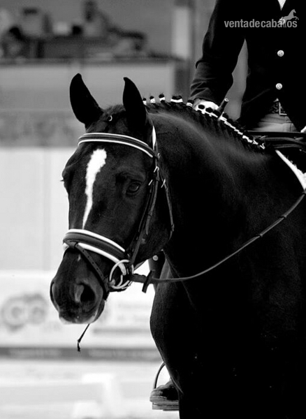 Hannoveriano doma clasica compitiendo in 