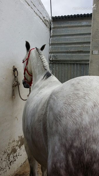 Hispano-Arabe {TYPE}